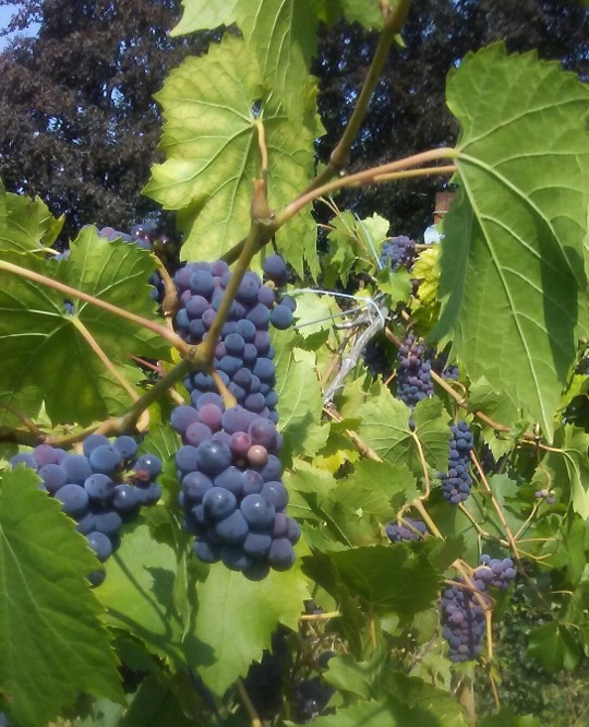 Photo de raisins sur un arbre